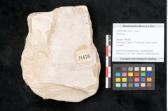Foto (Objekt + Etikett) von Smilax sp. (NHMW-GEO-2024-0188-11476)